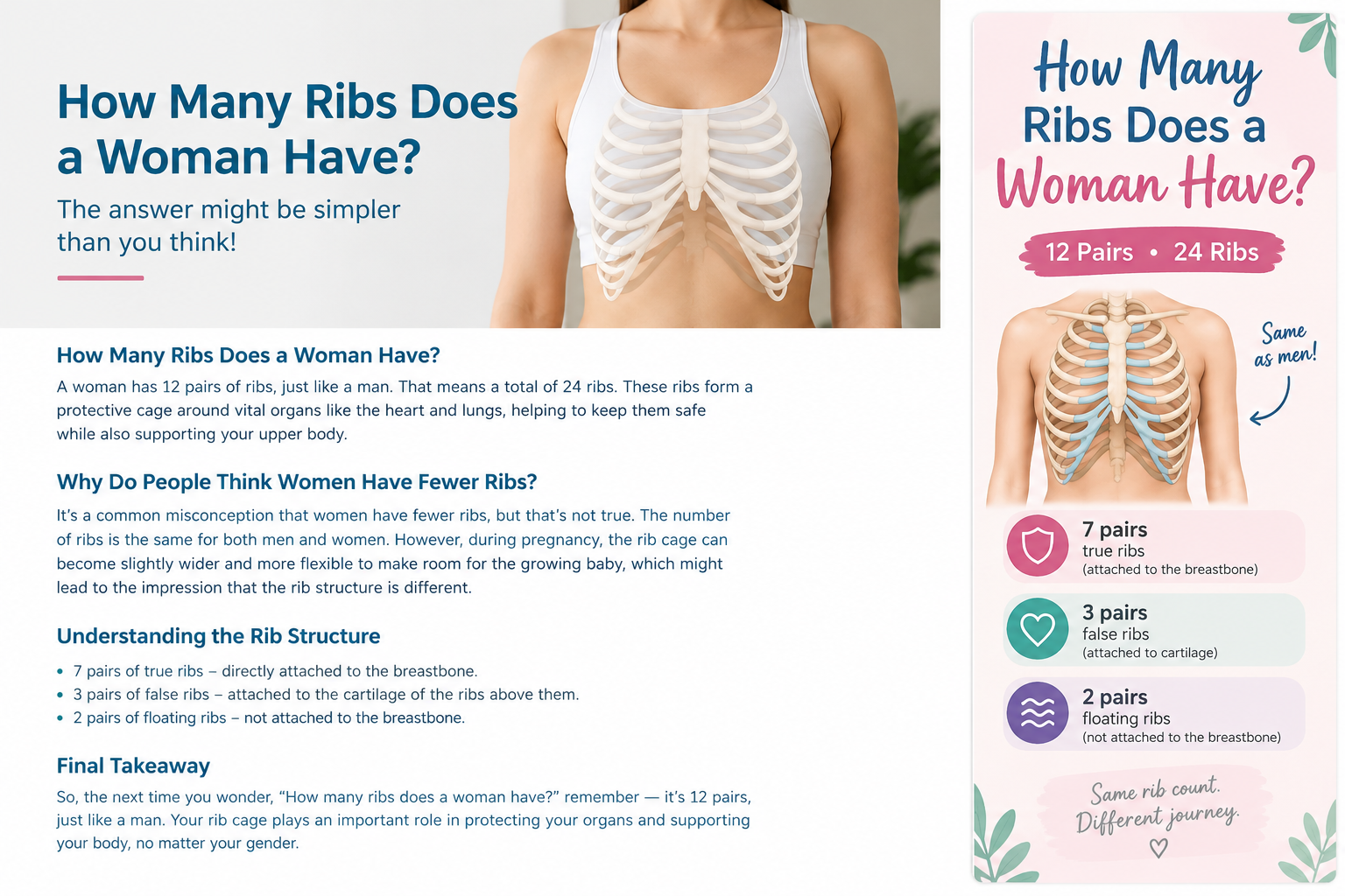 How Many Ribs Does a Woman Have? Facts About Rib Anatomy